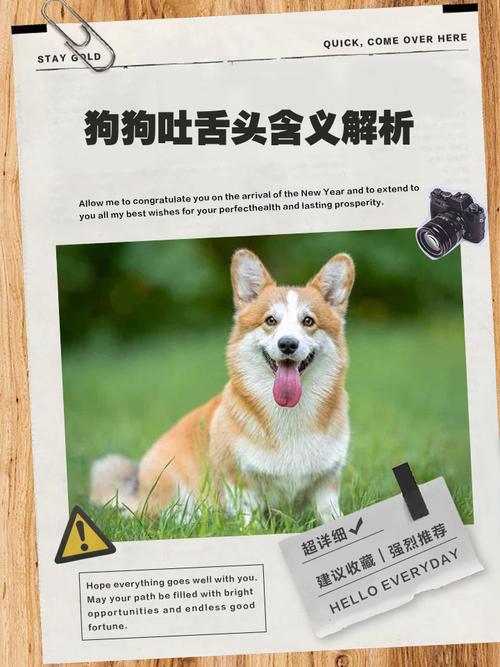 摸狗狗吐舌头是什么意思