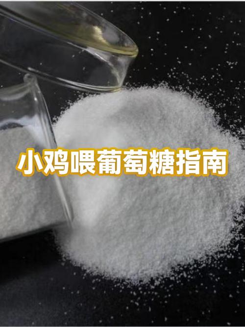 小鸡为什么要喂红糖水