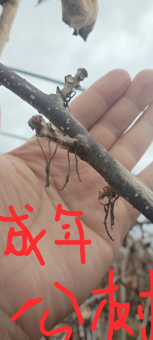 猕猴桃公母树怎样分辨图片