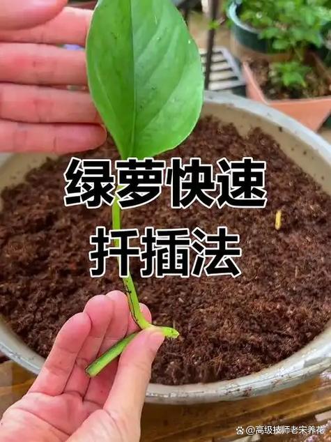 绿萝的养护技巧