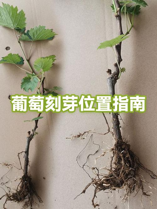 葡萄刻芽