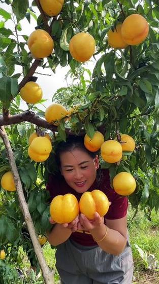 拼多多果树成熟限时多领一斤怎么回事图标