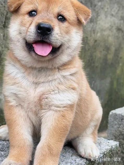 田园犬的智商相当于人的几岁