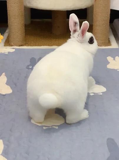摸兔子尾巴会怎样