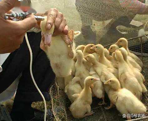 鹅得了黄病毒怎么治疗