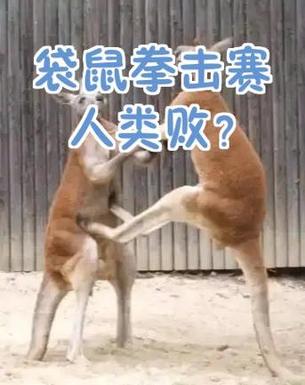 风云拳击物语袋鼠怎么获得