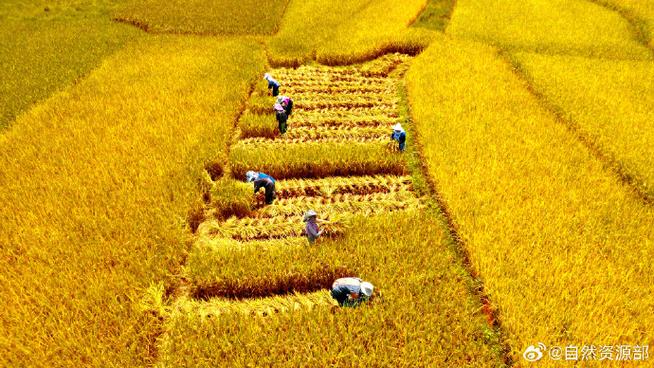 金色的谷子田地风景图