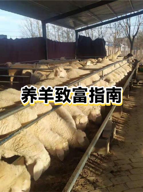 养多少只羊一年可以挣十万