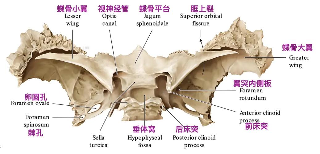 小翼管