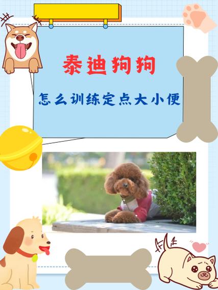 怎样教狗狗到指定地点大小便