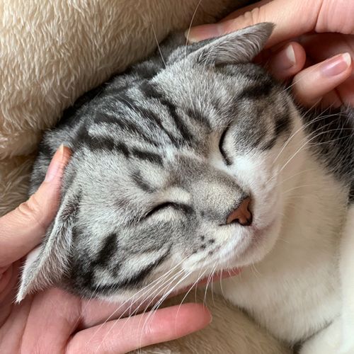 恶龙咆哮喵