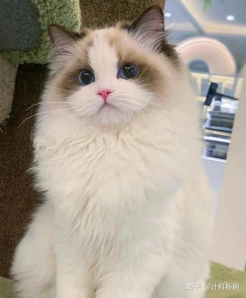 猫咪图片大全高清图片缩略图