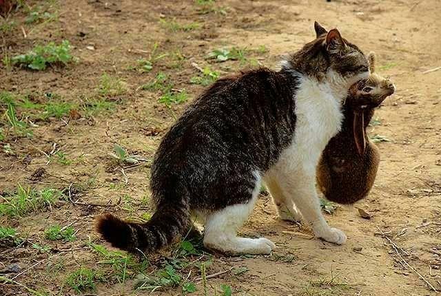 捕捉农村野猫最好方法