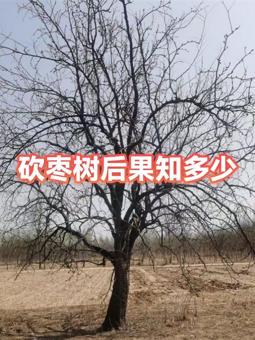 枣树为什么要砍