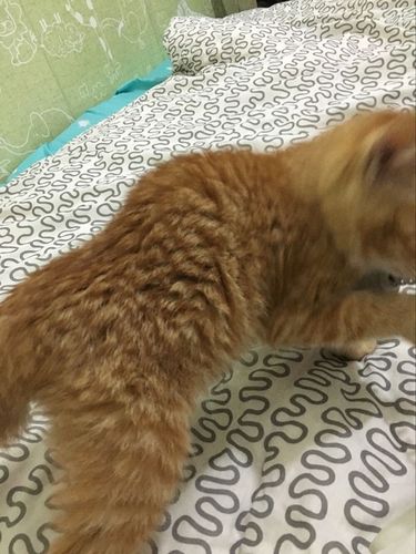 矮脚猫是畸形吗