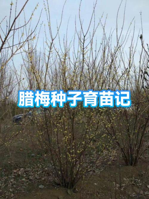 腊梅苗多少钱一棵缩略图