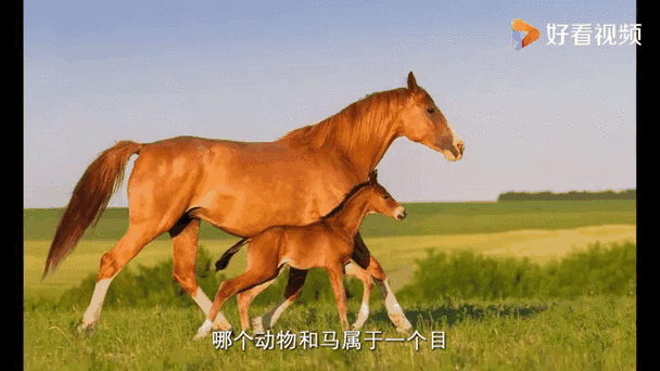 指鹿为马是什么动物缩略图