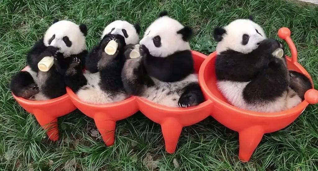 熊猫多少只