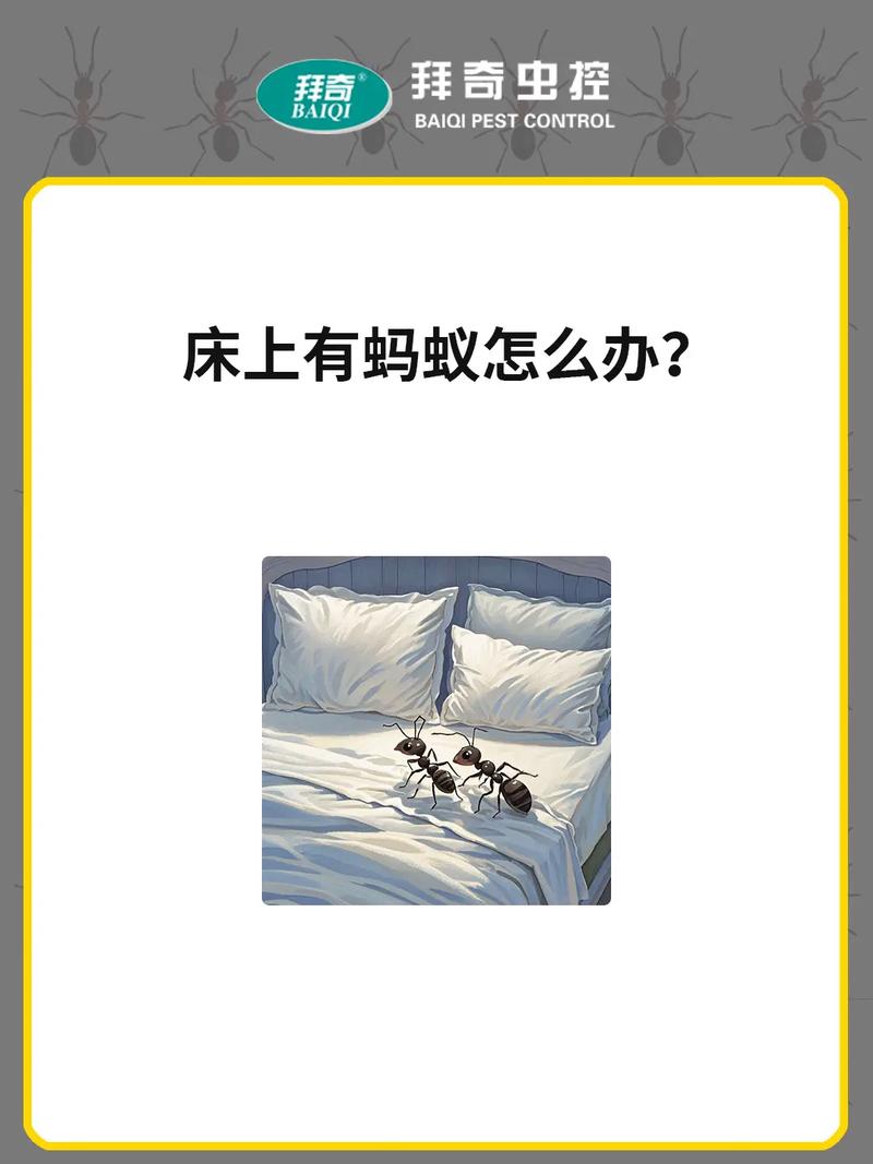 床上很多蚂蚁怎么办