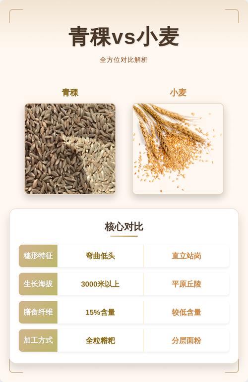 青稞是不是小麦