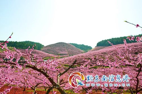 点亮寻访桃源逗留记的步骤