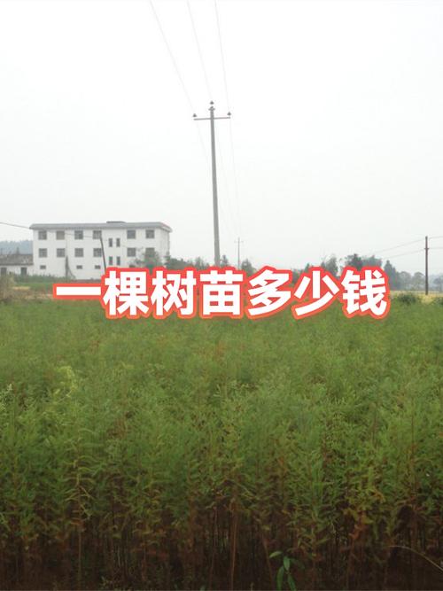 芙蓉树苗多少钱一棵游戏截图