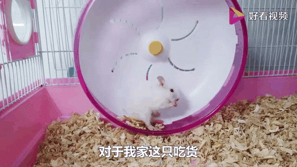 仓鼠疯狂跑跑轮是为什么