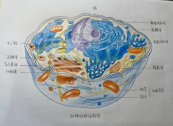 医学手绘优秀作品