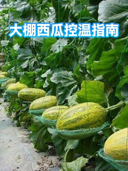 西瓜放在常温的地方能放多久
