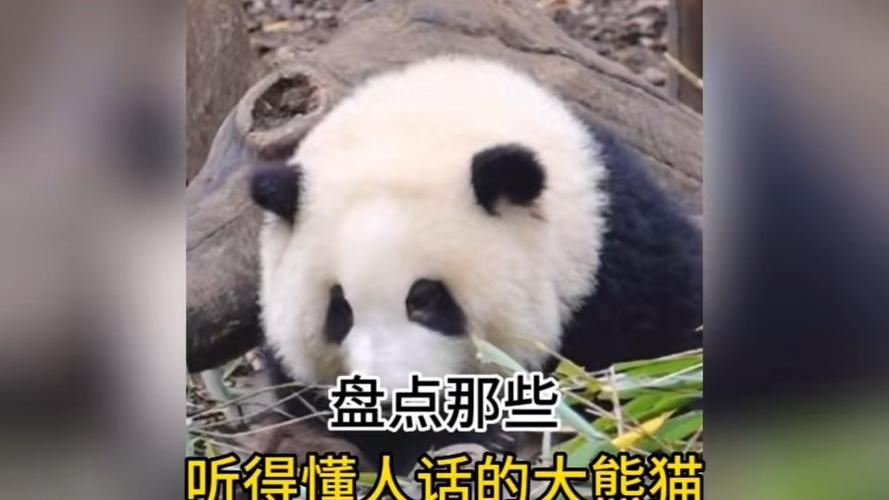 熊猫听懂人话的表现