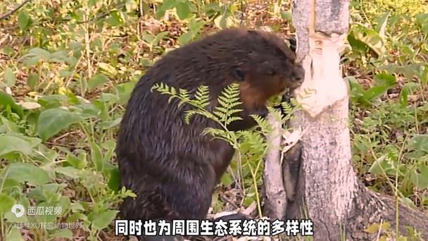 河狸视频