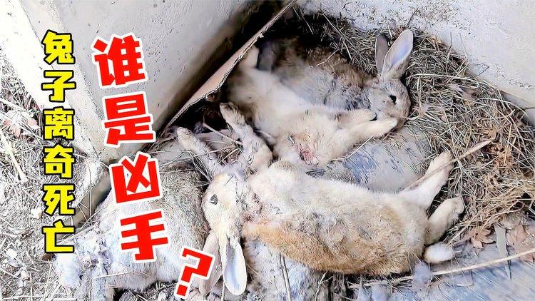兔子死了正确的处理