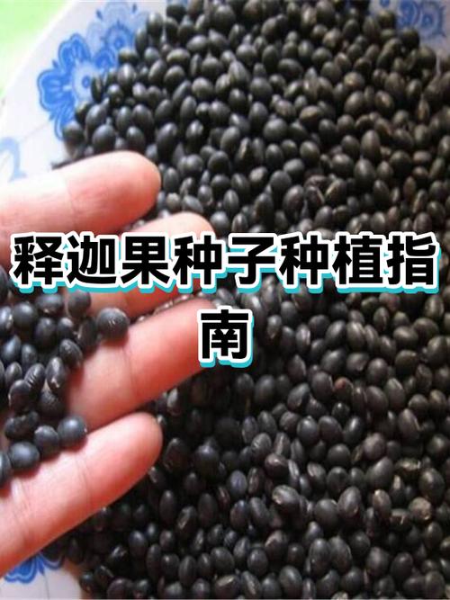 释迦果种植条件