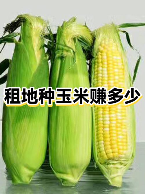 玉米赚app下载安装