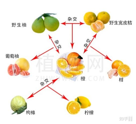 橘子柚子柠檬橙子关系图