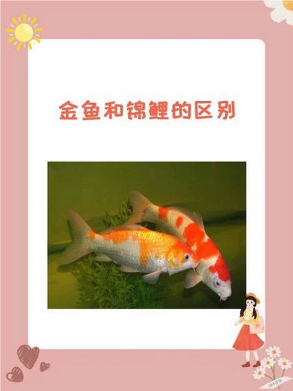 锦鲤鱼食金鱼可以吃吗缩略图