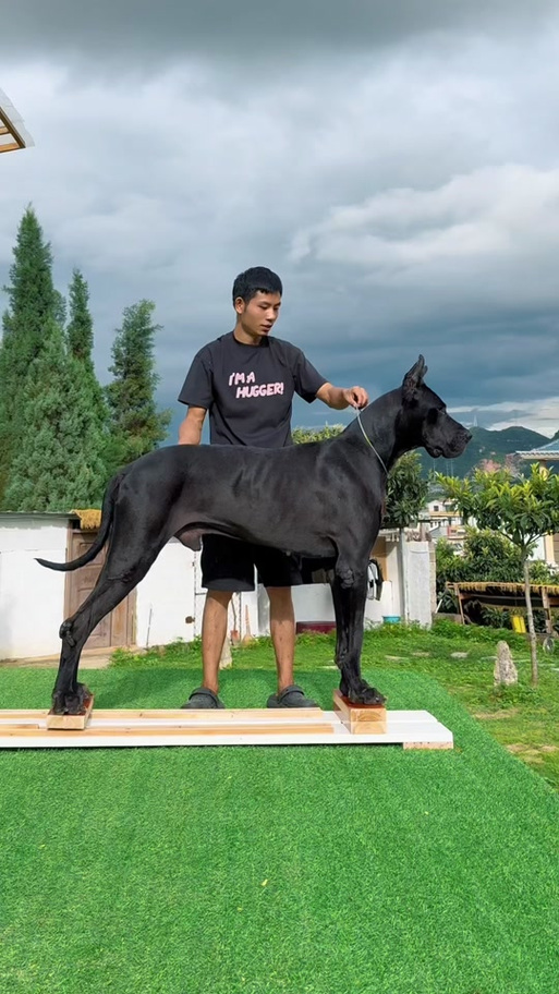 正宗大丹犬图片