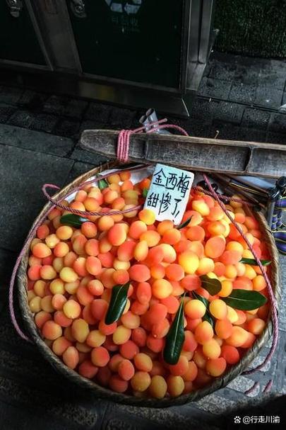 金西梅