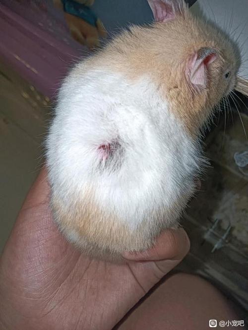 仓鼠有的地方缺毛