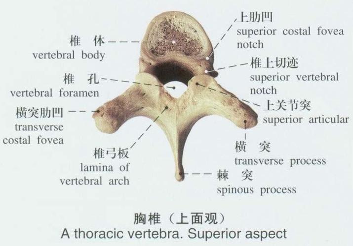胸廓由胸椎