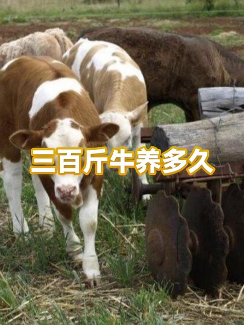 怎么养牛