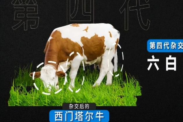 一头牛最多赚多少
