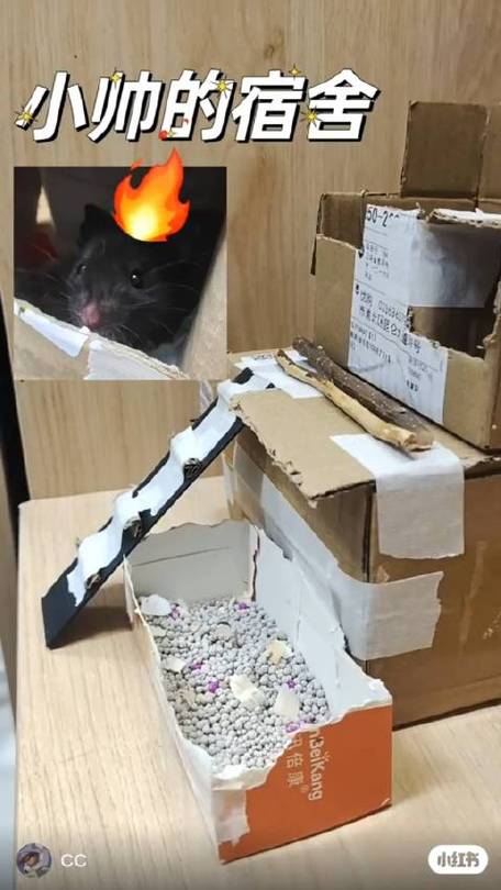 仓鼠身上沾了胶带特别惊恐