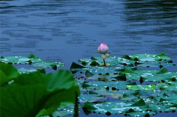 雨露荷花