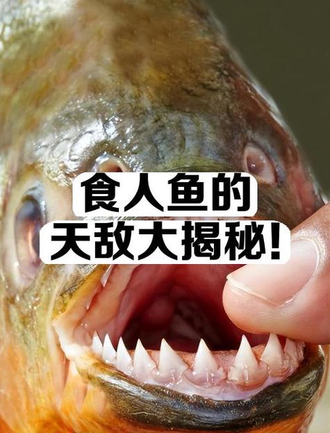 食人鱼的五大天敌