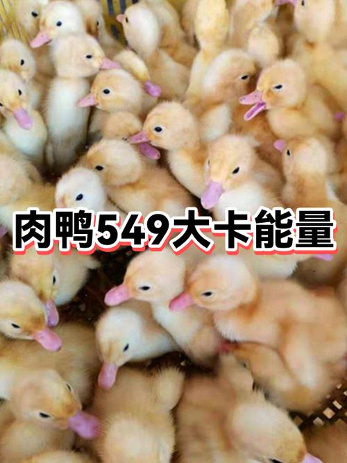 肉鸭548料与549料的区别