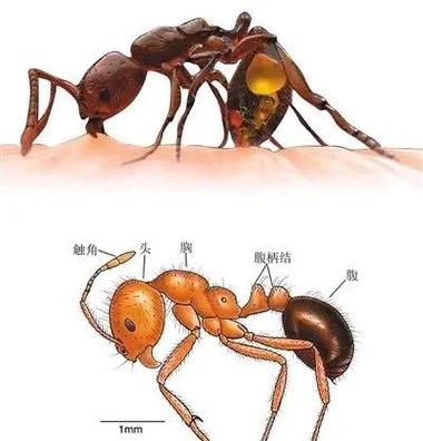 脸上蚁行感是什么症状