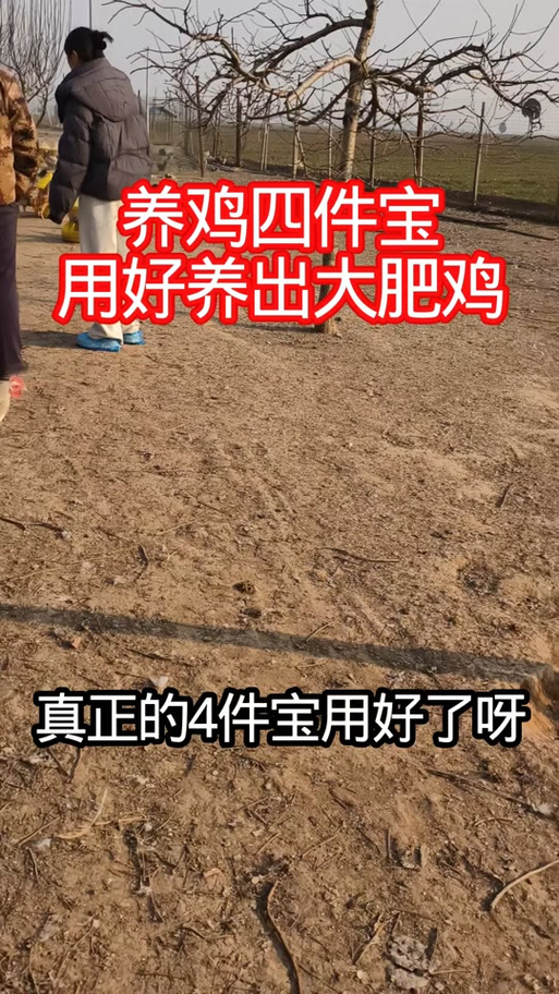 本地养鸡场