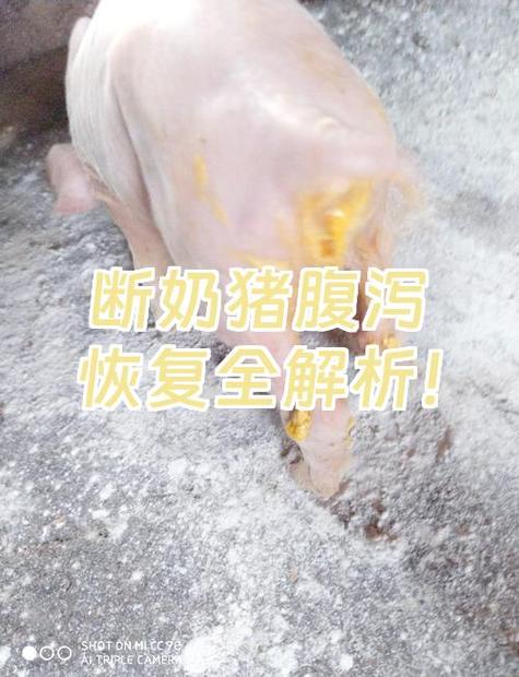 太晚断奶影响气血吗