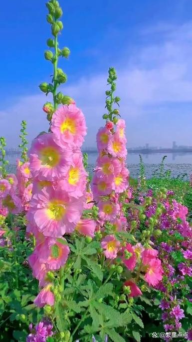 心似花儿